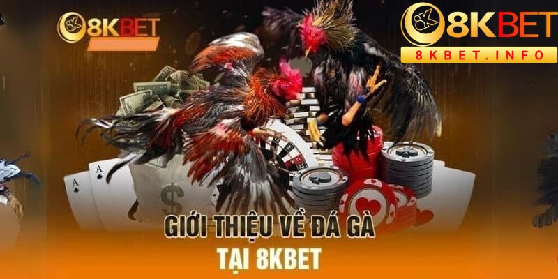 Đá gà 8kbet diễn ra mỗi ngày với các trận đấu đặc sắc